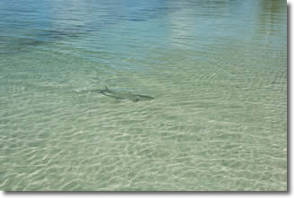 Fly Fishing for Bonefish